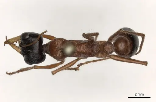 Myrmecia hilli specimen CASENT0217497 image casent0217497_1