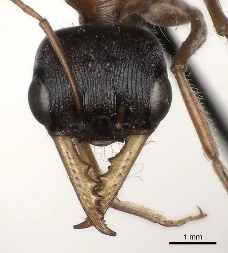 Myrmecia hilli specimen CASENT0217497 image casent0217497_2