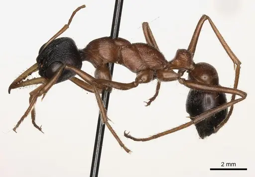 Myrmecia hilli specimen CASENT0217497 image casent0217497_3