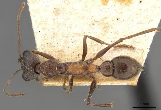 Myrmecia infima specimen CASENT0907090 image casent0907090_1