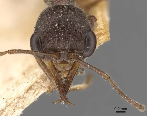Myrmecia infima specimen CASENT0907090 image casent0907090_2
