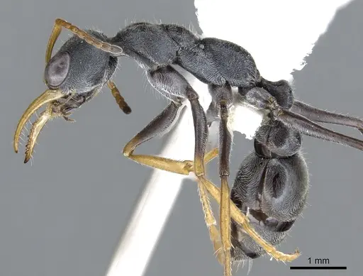 Myrmecia loweryi specimen CASENT0902812 image casent0902812_3