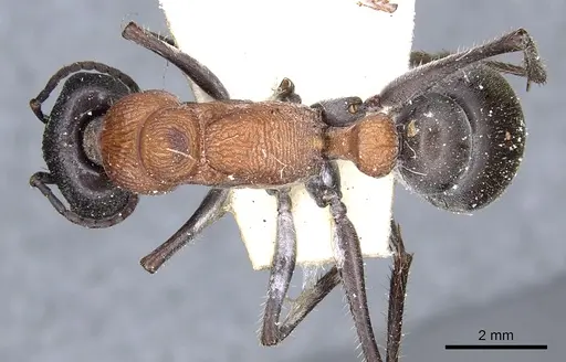 Myrmecia ludlowi specimen CASENT0902802 image casent0902802_1