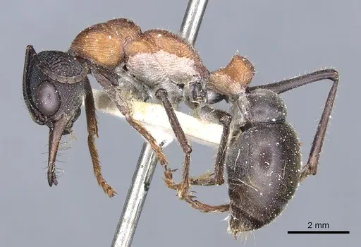 Myrmecia ludlowi specimen CASENT0902802 image casent0902802_3