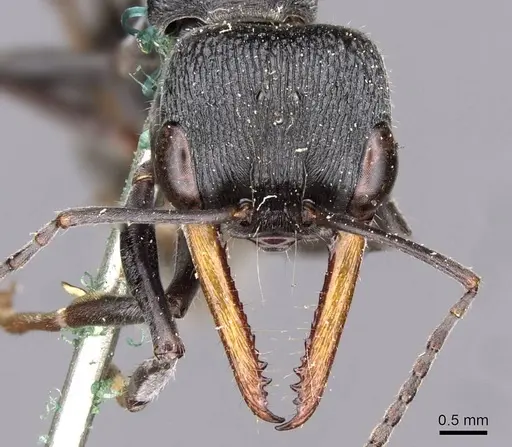 Myrmecia luteiforceps specimen CASENT0907097 image casent0907097_2