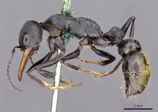 Myrmecia luteiforceps specimen CASENT0907097 image casent0907097_3
