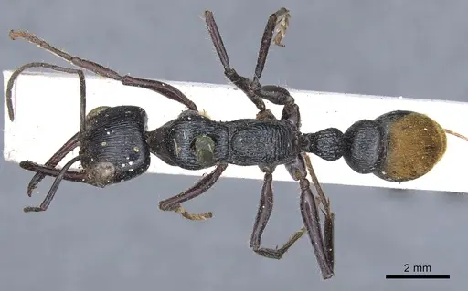 Myrmecia mandibularis specimen CASENT0902808 image casent0902808_1