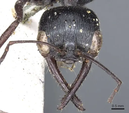 Myrmecia mandibularis specimen CASENT0902808 image casent0902808_2