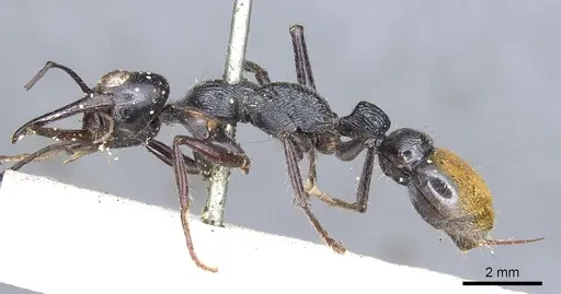 Myrmecia mandibularis specimen CASENT0902808 image casent0902808_3