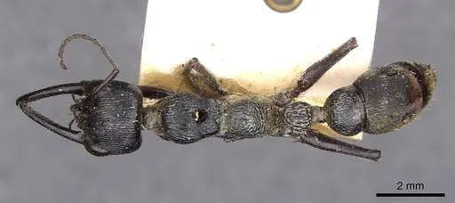 Myrmecia mandibularis specimen CASENT0907099 image casent0907099_1