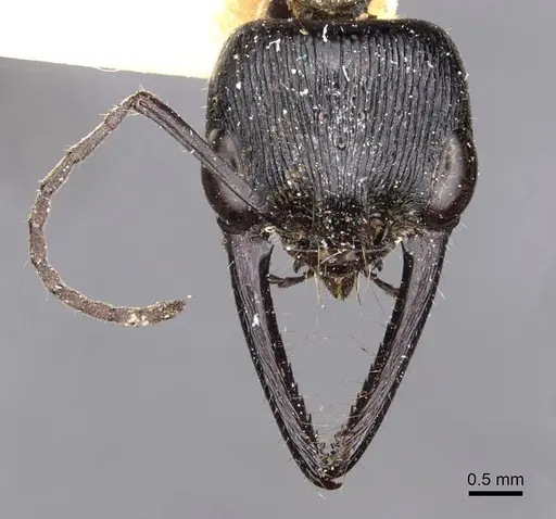 Myrmecia mandibularis specimen CASENT0907099 image casent0907099_2