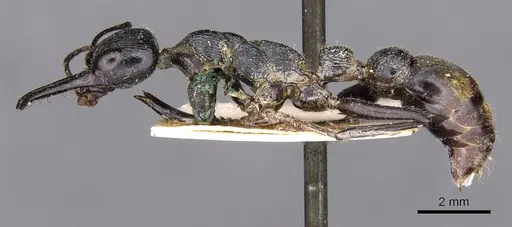 Myrmecia mandibularis specimen CASENT0907099 image casent0907099_3