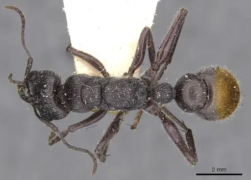 Myrmecia michaelseni specimen CASENT0907087 image casent0907087_1