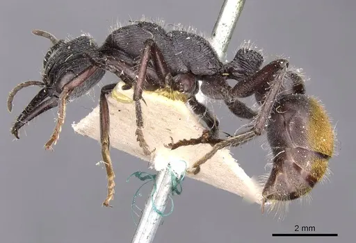 Myrmecia michaelseni specimen CASENT0907087 image casent0907087_3
