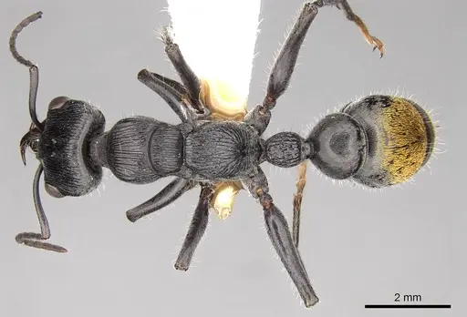Myrmecia michaelseni specimen CASENT0914307 image casent0914307_1
