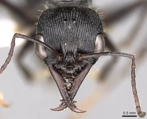 Myrmecia michaelseni specimen CASENT0914307 image casent0914307_2