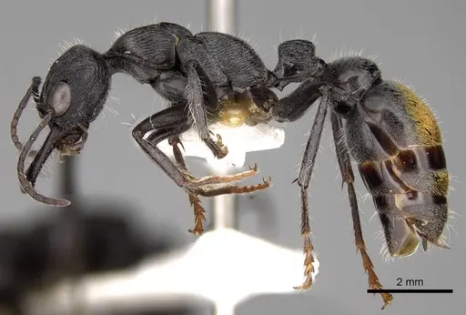 Myrmecia michaelseni specimen CASENT0914307 image casent0914307_3