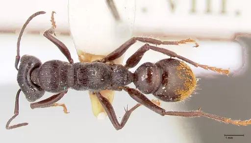 Myrmecia michaelseni specimen FOCOL0821 image focol0821_1