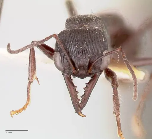 Myrmecia michaelseni specimen FOCOL0821 image focol0821_2