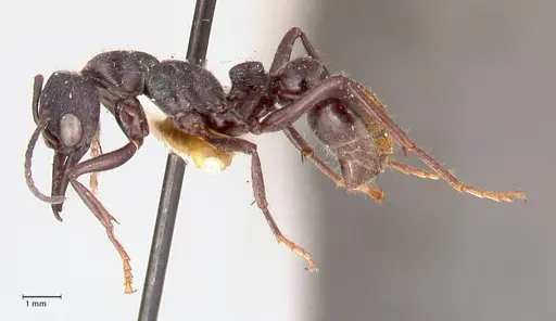 Myrmecia michaelseni specimen FOCOL0821 image focol0821_3