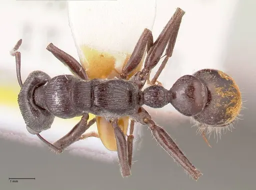 Myrmecia michaelseni specimen FOCOL0822 image focol0822_1