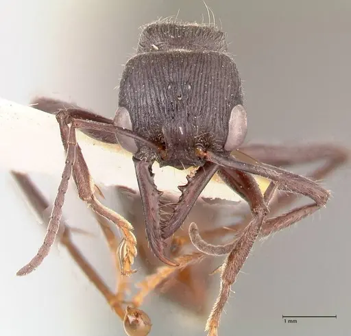 Myrmecia michaelseni specimen FOCOL0822 image focol0822_2