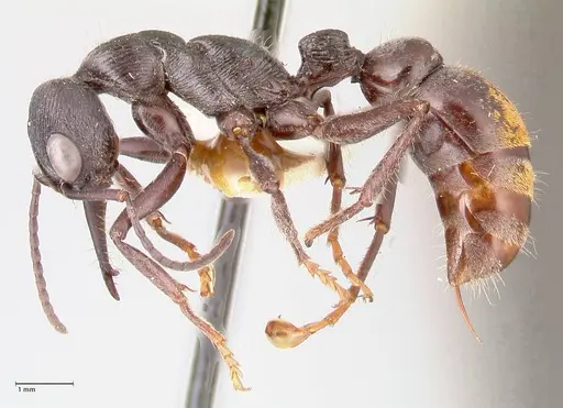 Myrmecia michaelseni specimen FOCOL0822 image focol0822_3