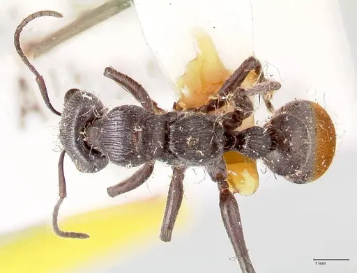 Myrmecia michaelseni specimen FOCOL0823 image focol0823_1