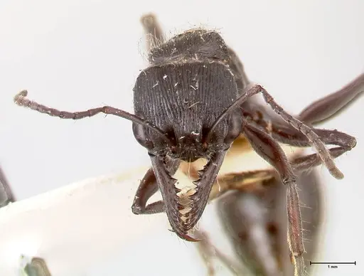 Myrmecia michaelseni specimen FOCOL0823 image focol0823_2