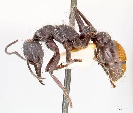 Myrmecia michaelseni specimen FOCOL0823 image focol0823_3