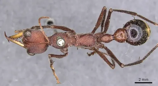 Myrmecia minuscula specimen CASENT0907078 image casent0907078_1