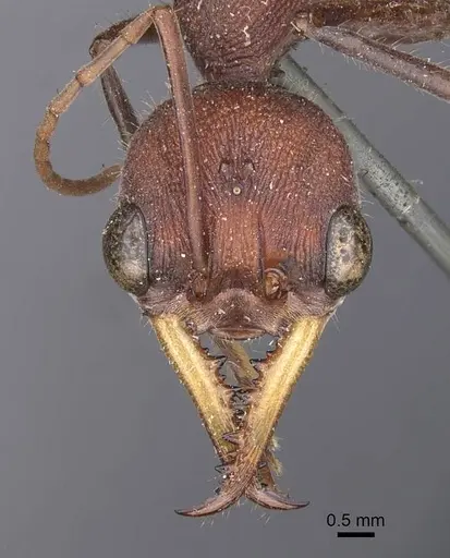 Myrmecia minuscula specimen CASENT0907078 image casent0907078_2