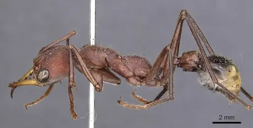 Myrmecia minuscula specimen CASENT0907078 image casent0907078_3