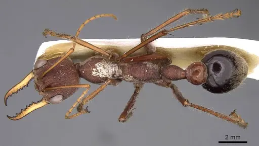 Myrmecia minuscula specimen CASENT0914021 image casent0914021_1