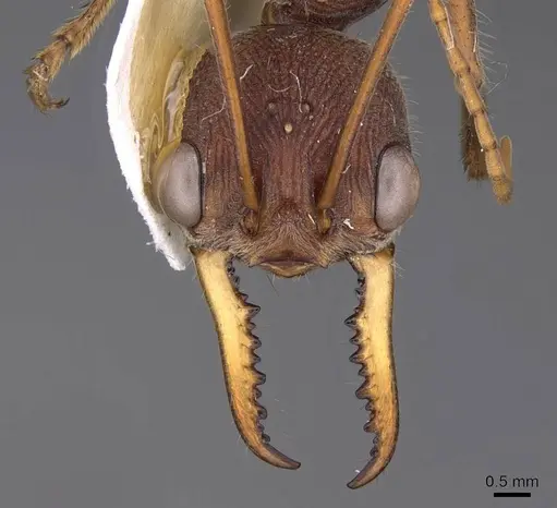 Myrmecia minuscula specimen CASENT0914021 image casent0914021_2