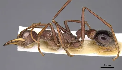Myrmecia minuscula specimen CASENT0914021 image casent0914021_3