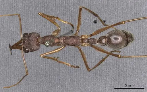 Myrmecia mjobergi specimen CASENT0907088 image casent0907088_1