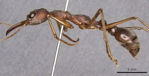 Myrmecia mjobergi specimen CASENT0907088 image casent0907088_3