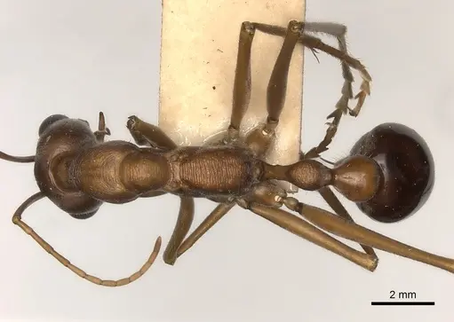 Myrmecia nigriceps specimen CASENT0217498 image casent0217498_1
