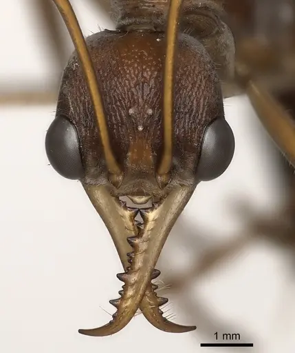 Myrmecia nigriceps specimen CASENT0217498 image casent0217498_2