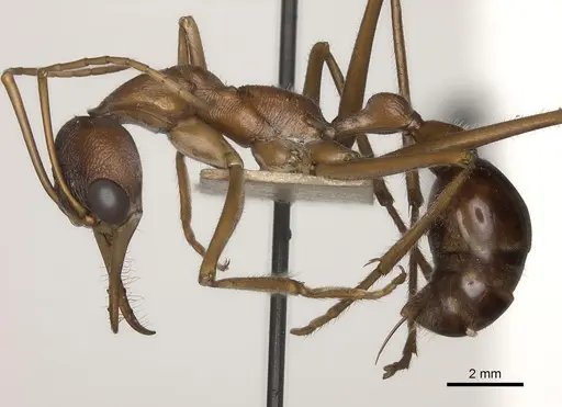 Myrmecia nigriceps specimen CASENT0217498 image casent0217498_3