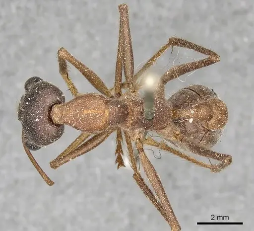 Myrmecia nigriceps specimen CASENT0915833 image casent0915833_1