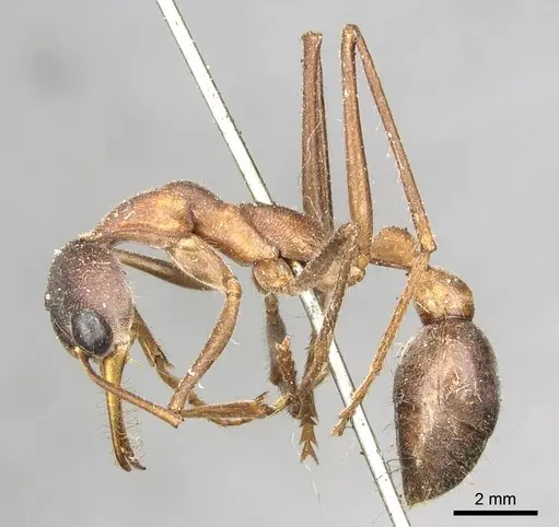 Myrmecia nigriceps specimen CASENT0915833 image casent0915833_3