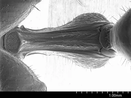 Myrmecia nigriscapa specimen ANTWEB1008552 image antweb1008552_1