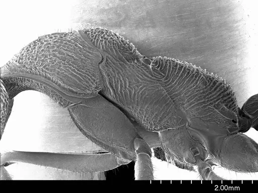 Myrmecia nigriscapa specimen ANTWEB1008552 image antweb1008552_3