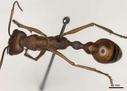 Myrmecia nigriscapa specimen CASENT0217499 image casent0217499_1