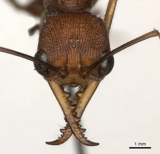 Myrmecia nigriscapa specimen CASENT0217499 image casent0217499_2