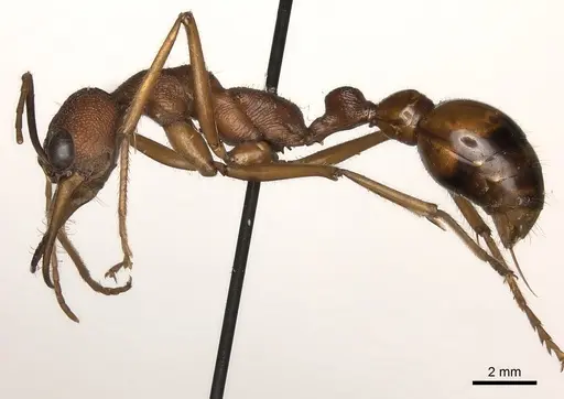 Myrmecia nigriscapa specimen CASENT0217499 image casent0217499_3