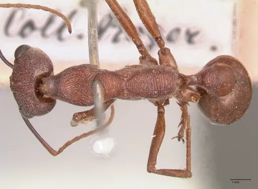 Myrmecia nigriscapa specimen FOCOL0814 image focol0814_1