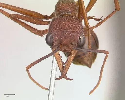 Myrmecia nigriscapa specimen FOCOL0814 image focol0814_2